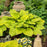 Hosta, PW® Shadowland® Coast To Coast Hosta