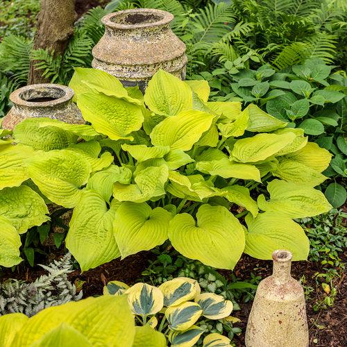 Hosta, PW® Shadowland® Coast To Coast Hosta