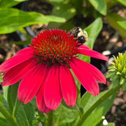 Coneflower, SunMagic® Vintage Lipstick Echinacea
