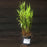 Grass, River Oats, Inland Sea Oats