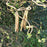 Corylus avellana 'Contorta'  - Contorted Filbert, Harry Lauder’s Walking Stick