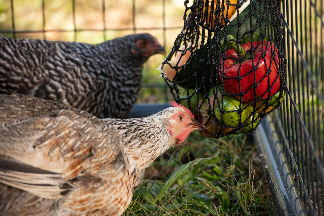 Busy Bag - Chicken Feeder