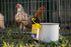 Busy Bag - Chicken Feeder