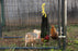 Busy Bag - Chicken Feeder