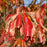Franklin Tree (Franklinia alatamaha)