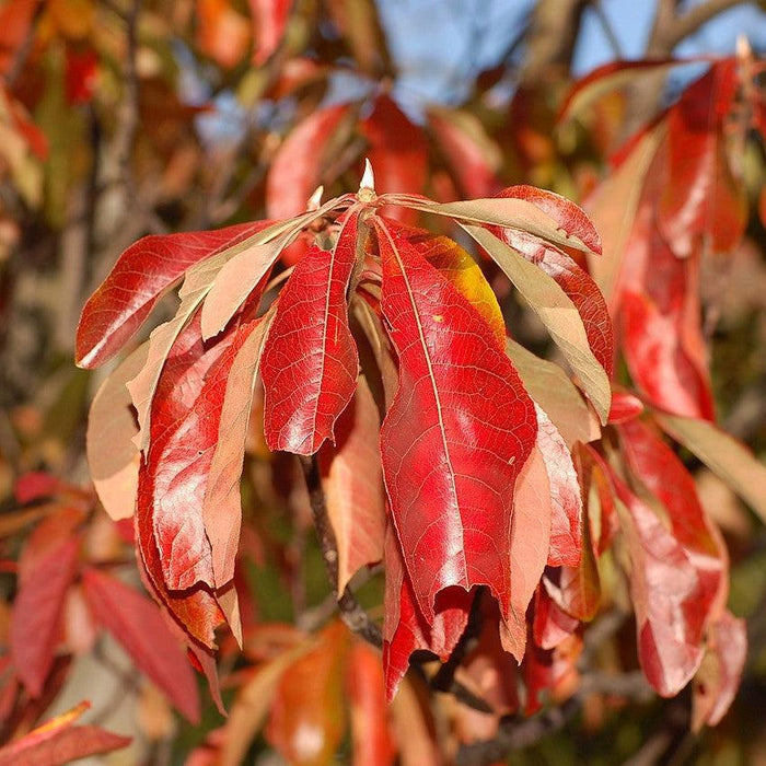 Franklin Tree (Franklinia alatamaha)