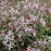 Bowman's Root, Pink Profusion Bowman's Root