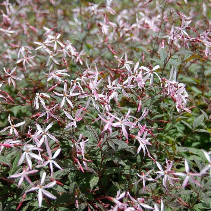 Bowman's Root, Pink Profusion Bowman's Root