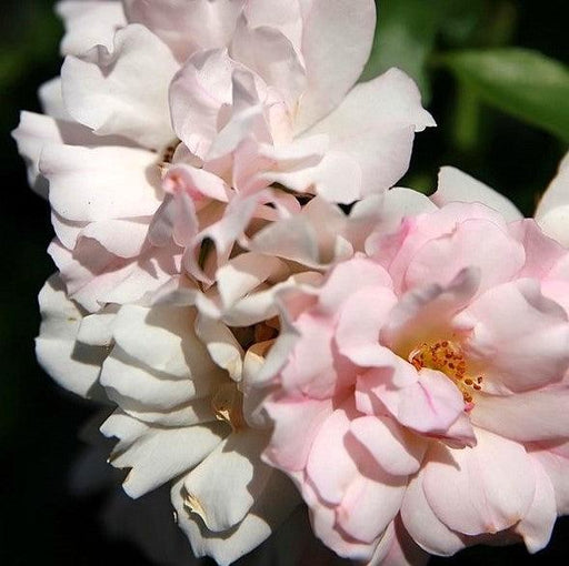 Rose, Flower Carpet® Appleblossom Rose