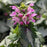Deadnettle, Pink Chablis Deadnettle
