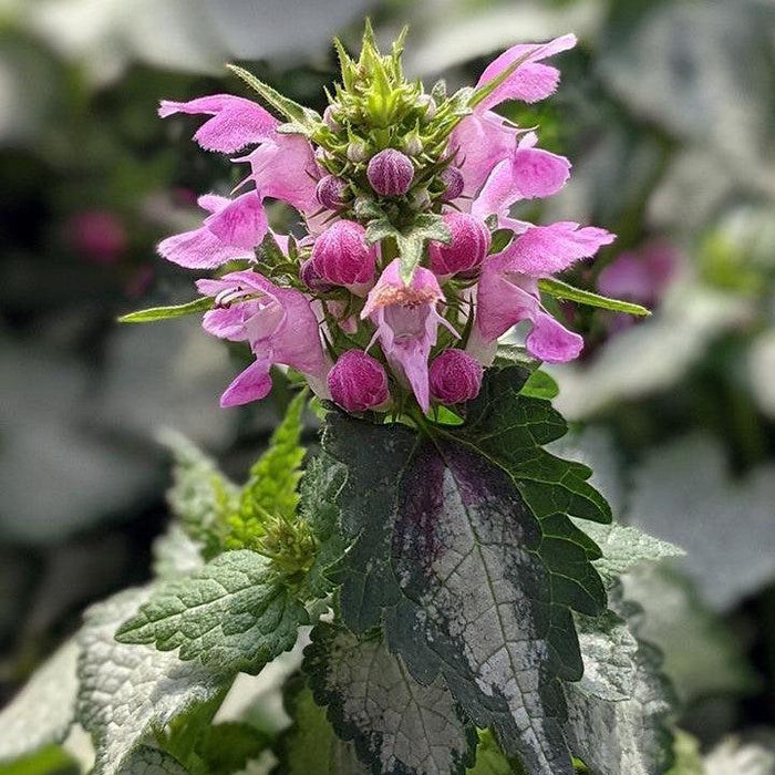 Deadnettle, Pink Chablis Deadnettle