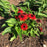 Coneflower, Sombrero® Sangrita Coneflower