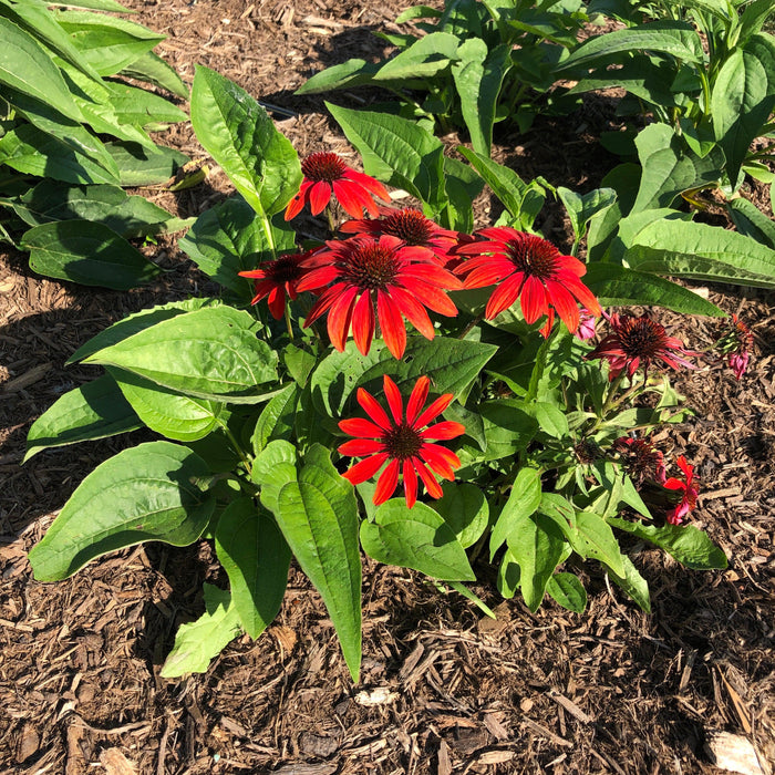 Coneflower, Sombrero® Sangrita Coneflower