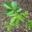 Rose, Virginia Rose