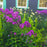 Phlox, First Editions® Grape Lollipop™ Phlox