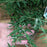 Butterfly Bush, Mop Top™ Fountain Butterfly Bush