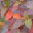 Hydrangea, Proven Winners® Fire Light Tidbit® Hydrangea