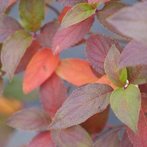 Hydrangea, Proven Winners® Fire Light Tidbit® Hydrangea