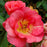 Rose, Garden Path Sunrise Sunset Rose
