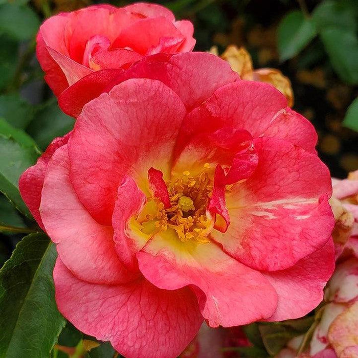 Rose, Garden Path Sunrise Sunset Rose