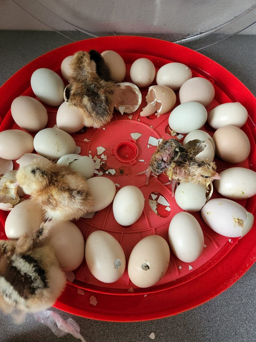 Auto-Turn Egg Incubator, 16"x16"x3.5"
