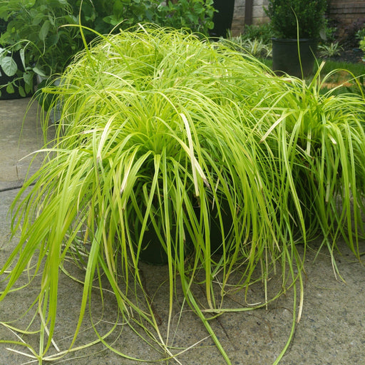 Sedge, EverColor® Everillo Sedge