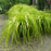 Sedge, EverColor® Everillo Sedge