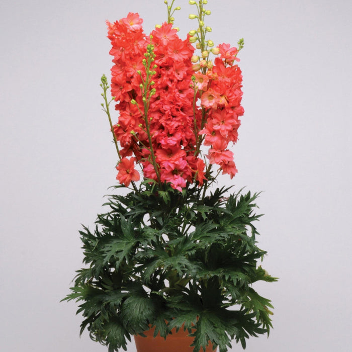 Delphinium, Red Lark Delphinium