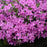 Phlox, PW® Magenta Sprite Phlox