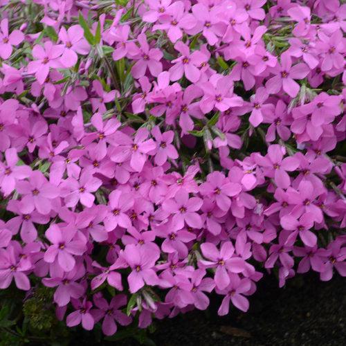 Phlox, PW® Magenta Sprite Phlox