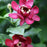 Sweetshrub, Aphrodite Sweetshrub