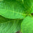 Hydrangea, Nikko Blue Hydrangea
