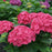 Hydrangea, Let's Dance® Big Band® Hydrangea