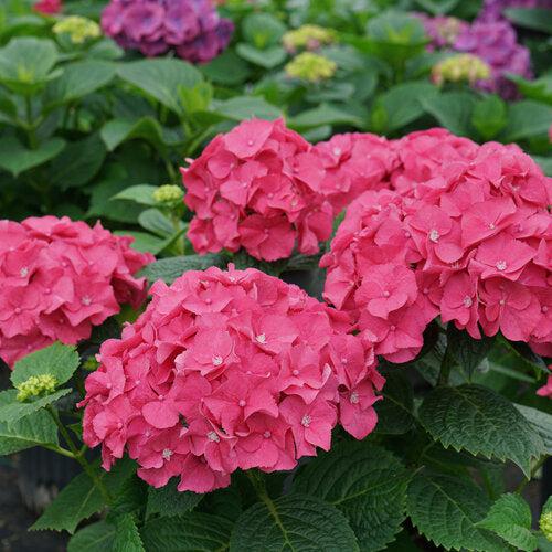 Hydrangea, Let's Dance® Big Band® Hydrangea