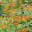 Trumpet Bush, Chicklet® Orange Trumpet Bush
