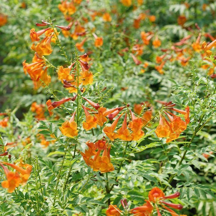 Trumpet Bush, Chicklet® Orange Trumpet Bush