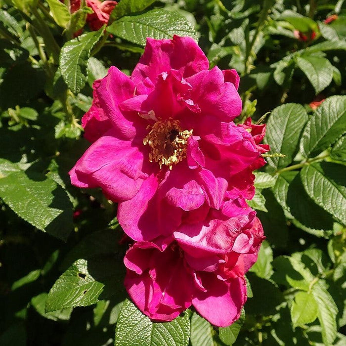 Rose, Purple Pavement Rugosa Rose