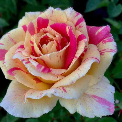 Rose, True Bloom™ True Delight Rose