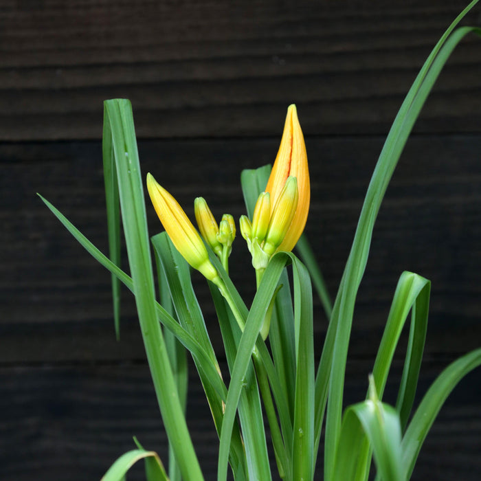 Daylily, Primal Scream Daylily