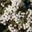 Snakeroot, Chocolate Snakeroot