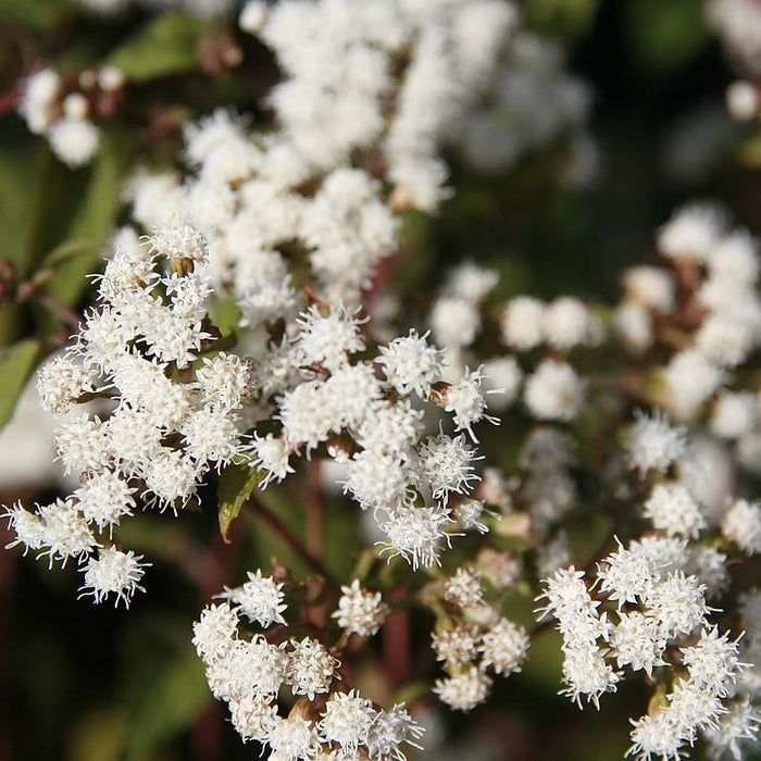 Snakeroot, Chocolate Snakeroot