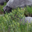 Myrica gale  - Sweetgale