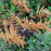 Fern, Brilliance Autumn Fern