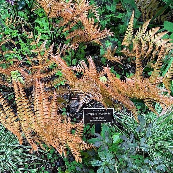 Fern, Brilliance Autumn Fern