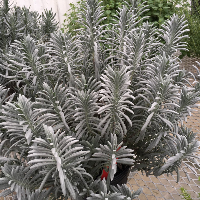 Lavender, Sensational!® Lavender