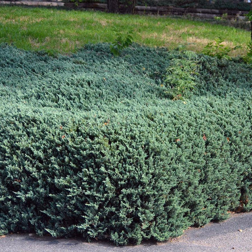 Juniper, Bar Harbor Juniper