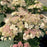 Hydrangea, Pinky Pollen Ring™ Hydrangea