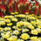 Shasta Daisy, Goldfinch Shasta Daisy