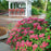 Spirea, Double Play® Doozie Spirea