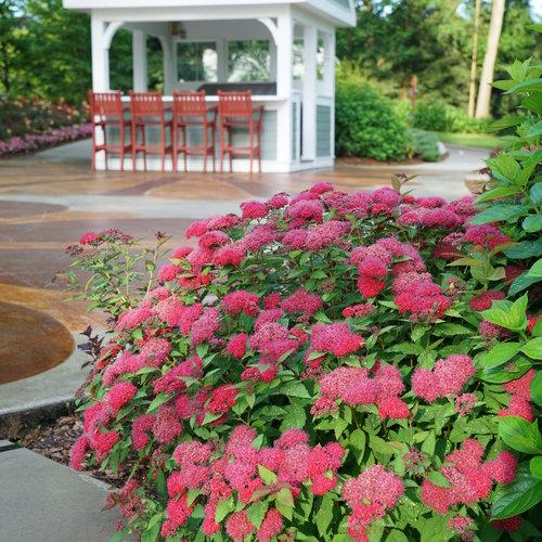 Spirea, Double Play® Doozie Spirea